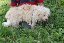 RUINDA, Hund, Bearded Collie-Mix in Rumänien - Bild 4