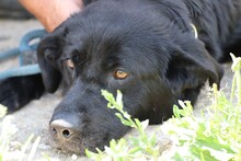 YUSHA, Hund, Labrador Retriever in Rumänien - Bild 1