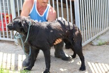 YUSHA, Hund, Labrador Retriever in Rumänien - Bild 2