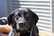 YUSHA, Hund, Labrador Retriever in Rumänien - Bild 3
