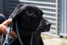 YUSHA, Hund, Labrador Retriever in Rumänien - Bild 4