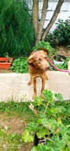 HOPE, Hund, Mischlingshund in Bosnien und Herzegowina - Bild 3