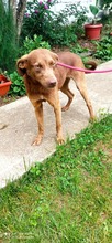 HOPE, Hund, Mischlingshund in Bosnien und Herzegowina - Bild 4