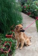 CARUSO, Hund, Mischlingshund in Bosnien und Herzegowina - Bild 2