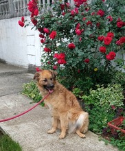CARUSO, Hund, Mischlingshund in Bosnien und Herzegowina - Bild 4