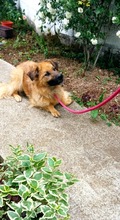 CARUSO, Hund, Mischlingshund in Bosnien und Herzegowina - Bild 5