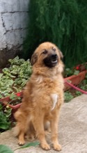 CARUSO, Hund, Mischlingshund in Bosnien und Herzegowina - Bild 6