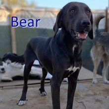 BEAR, Hund, Labrador-Mix in Bulgarien - Bild 1