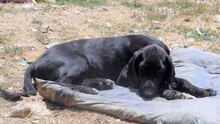 BEAR, Hund, Labrador-Mix in Bulgarien - Bild 5