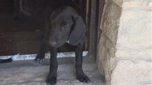 BEAR, Hund, Labrador-Mix in Bulgarien - Bild 7