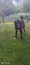 PEPE, Hund, Mischlingshund in Bosnien und Herzegowina - Bild 3