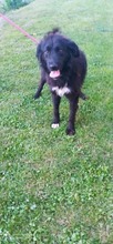 PEPE, Hund, Mischlingshund in Bosnien und Herzegowina - Bild 5