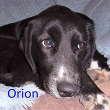 ORION, Hund, Labrador-Mix in Bulgarien - Bild 1