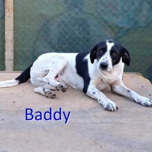 BADDY, Hund, Mischlingshund in Bulgarien - Bild 1