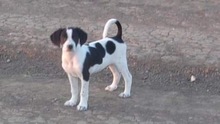 BADDY, Hund, Mischlingshund in Bulgarien - Bild 2