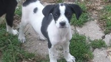 BADDY, Hund, Mischlingshund in Bulgarien - Bild 3