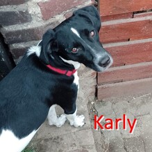 KARLY, Hund, Mischlingshund in Linnich - Bild 1