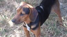 DANNY, Hund, Mischlingshund in Bulgarien - Bild 3