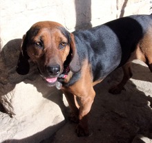 DANNY, Hund, Mischlingshund in Bulgarien - Bild 5