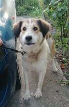 CARAMEL, Hund, Mischlingshund in Bulgarien - Bild 1
