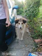 CARAMEL, Hund, Mischlingshund in Bulgarien - Bild 2