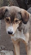 BASTIAN, Hund, Mischlingshund in Bulgarien - Bild 11