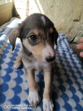 BASTIAN, Hund, Mischlingshund in Bulgarien - Bild 4