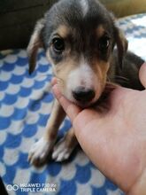 BASTIAN, Hund, Mischlingshund in Bulgarien - Bild 6