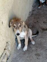 BASTIAN, Hund, Mischlingshund in Bulgarien - Bild 7