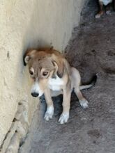 BASTIAN, Hund, Mischlingshund in Bulgarien - Bild 8