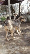 BASTIAN, Hund, Mischlingshund in Bulgarien - Bild 9