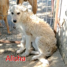 ALISHA, Hund, Mischlingshund in Bulgarien - Bild 1