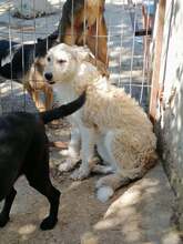 ALISHA, Hund, Mischlingshund in Sottrum - Bild 2