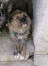 ROSHI, Hund, Mischlingshund in Bulgarien - Bild 1