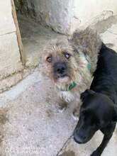 ROSHI, Hund, Mischlingshund in Bulgarien - Bild 2