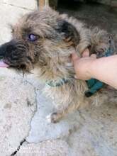 ROSHI, Hund, Mischlingshund in Bulgarien - Bild 4