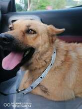 ZAPHIRA, Hund, Mischlingshund in Bulgarien - Bild 1