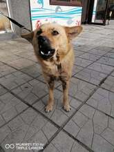 ZAPHIRA, Hund, Mischlingshund in Bulgarien - Bild 4