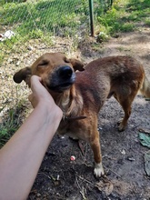 MAK, Hund, Mischlingshund in Bulgarien - Bild 3