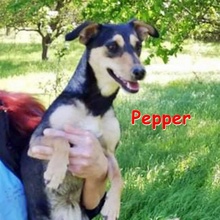 PEPPER, Hund, Pinscher-Mix in Bulgarien - Bild 1