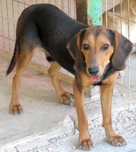 HECTOR5, Hund, Beagle-Jagdhund-Mix in Zypern - Bild 2