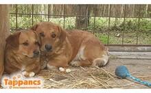 TUNDI2, Hund, Mischlingshund in Ungarn - Bild 1
