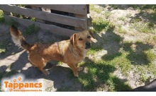 TUNDI2, Hund, Mischlingshund in Ungarn - Bild 2
