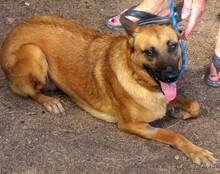 SALLY7, Hund, Deutscher Schäferhund-Mix in Zypern - Bild 4