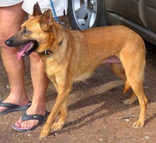 SALLY7, Hund, Deutscher Schäferhund-Mix in Zypern - Bild 5