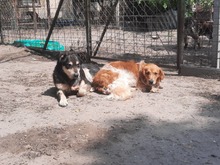 BOBI6, Hund, Mischlingshund in Ungarn - Bild 3