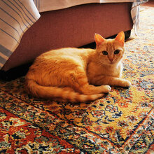 MILA, Katze, Hauskatze in Bulgarien - Bild 1