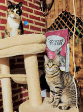 MELINA, Katze, Hauskatze in Bulgarien - Bild 1