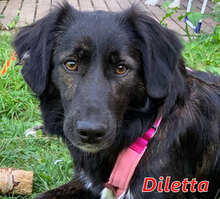 DILETTA, Hund, Mischlingshund in Rheinberg - Bild 1