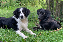 DILETTA, Hund, Mischlingshund in Rheinberg - Bild 15